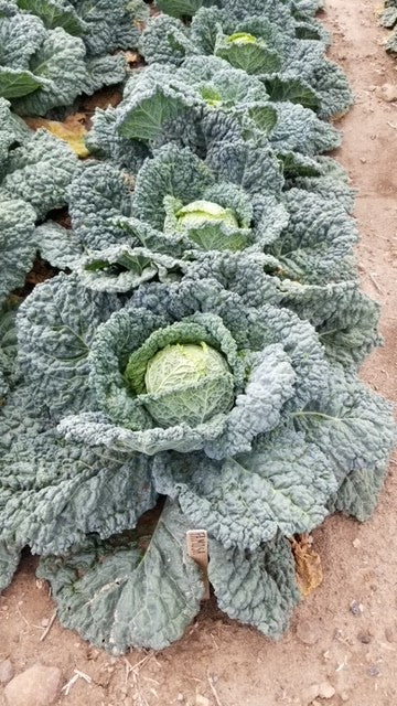 Organic Cabbage Famosa - West Coast Seeds - Image 2