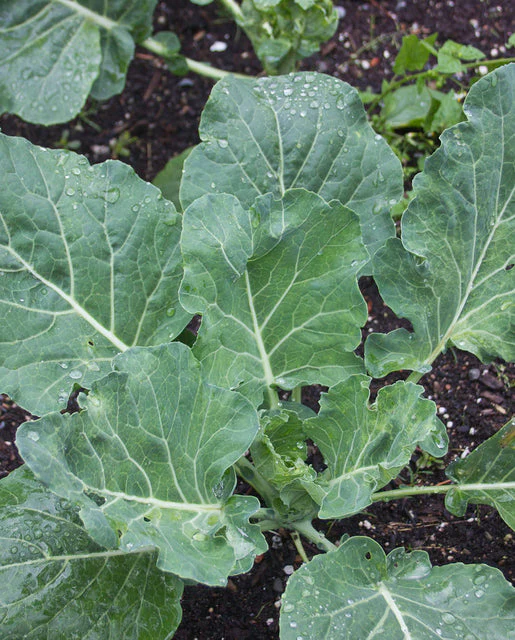 Organic Collards Champion - West Coast Seeds - Image 2