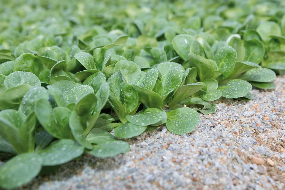 Organic Corn Salad Frost - West Coast Seeds - Image 2