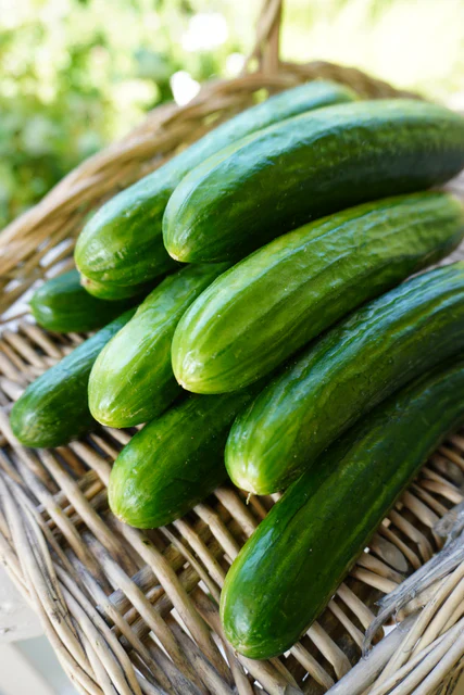 Organic Cucumber Manny - West Coast Seeds - Image 2