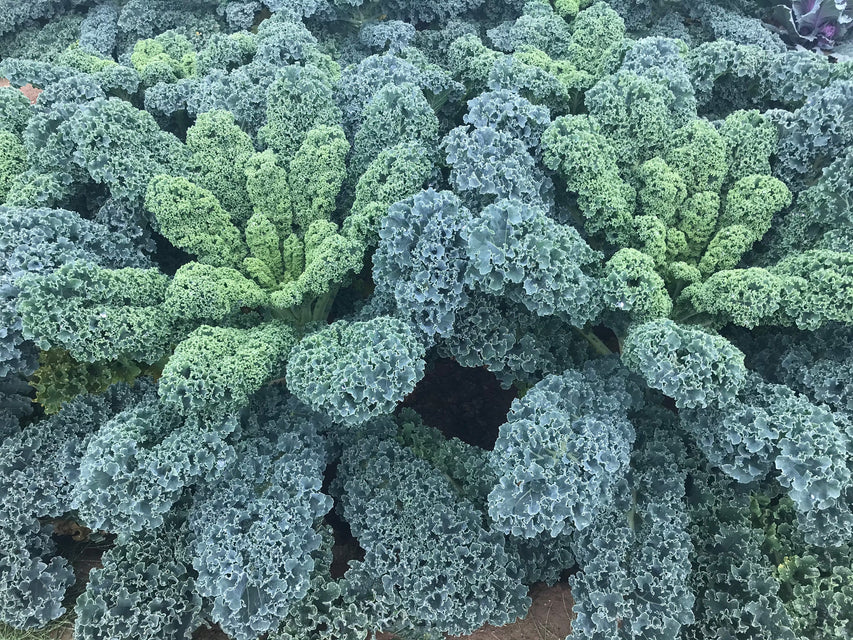 Organic Kale Arun - West Coast Seeds - Image 3