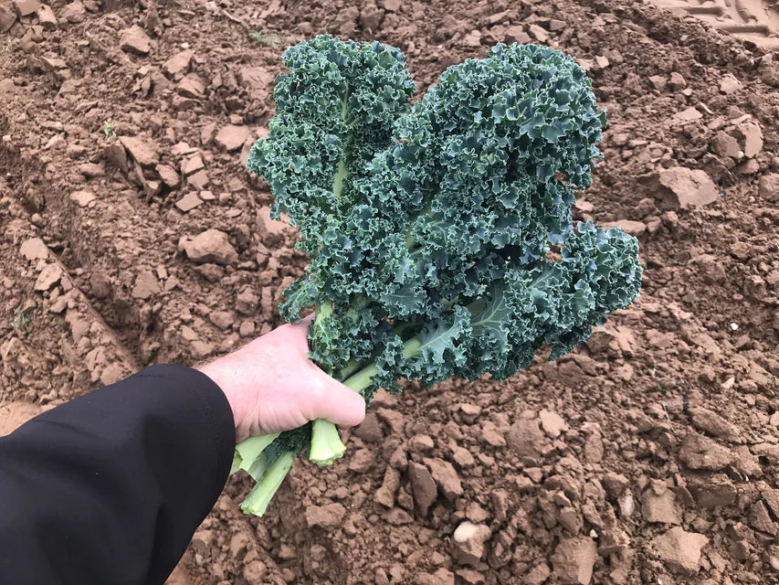 Organic Kale Arun - West Coast Seeds - Image 4