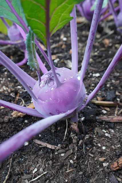 Organic Kohlrabi Azur Star - West Coast Seeds - Image 2