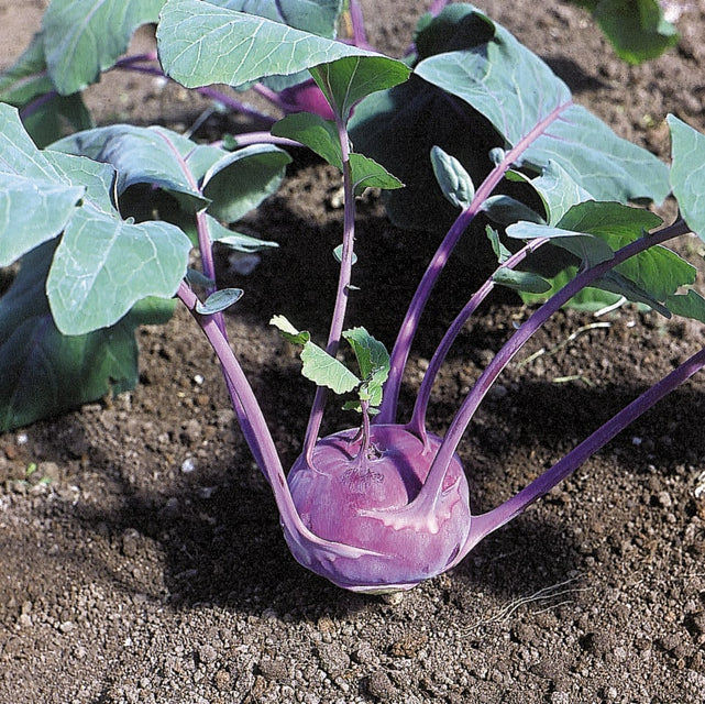 Organic Kohlrabi Azur Star - West Coast Seeds - Image 3