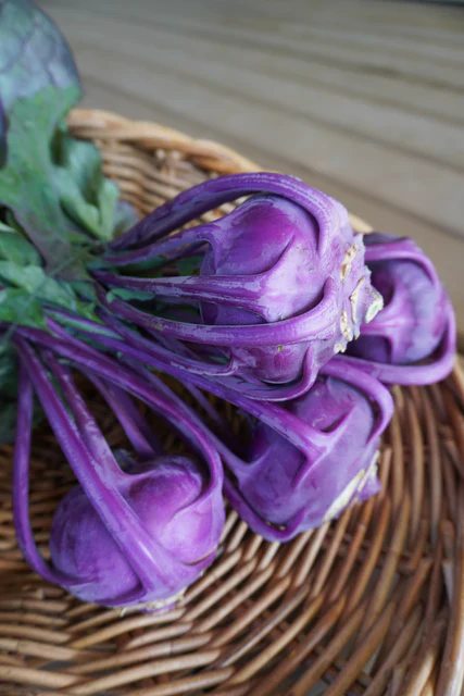 Organic Kohlrabi Azur Star - West Coast Seeds - Image 4