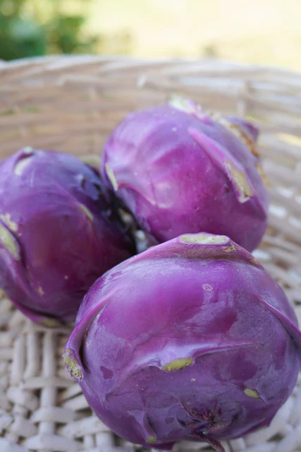 Organic Kohlrabi Azur Star - West Coast Seeds - Image 5