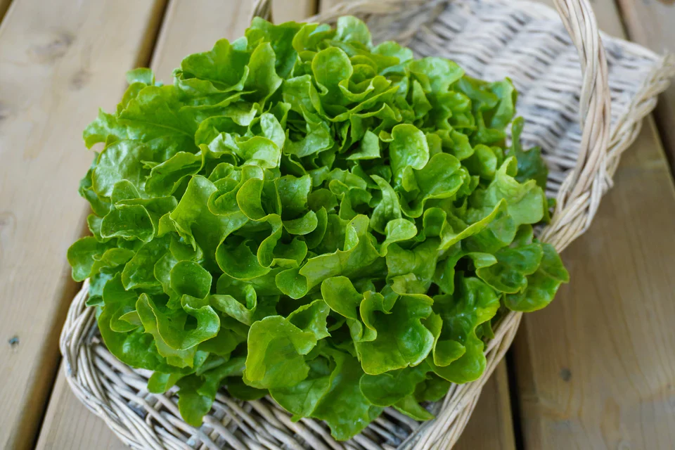 Organic Lettuce Bauer Pelleted - West Coast Seeds - Image 2