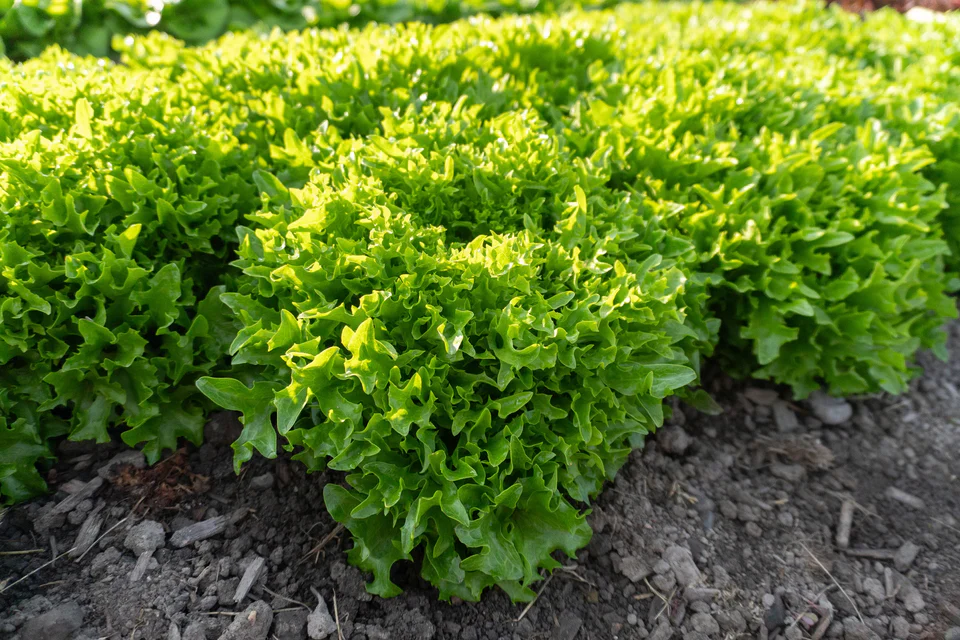 Organic Lettuce Ezpark Pelleted - West Coast Seeds - Image 2