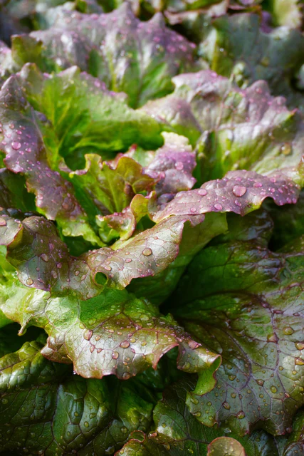 Organic Lettuce Lovelock - West Coast Seeds - Image 2