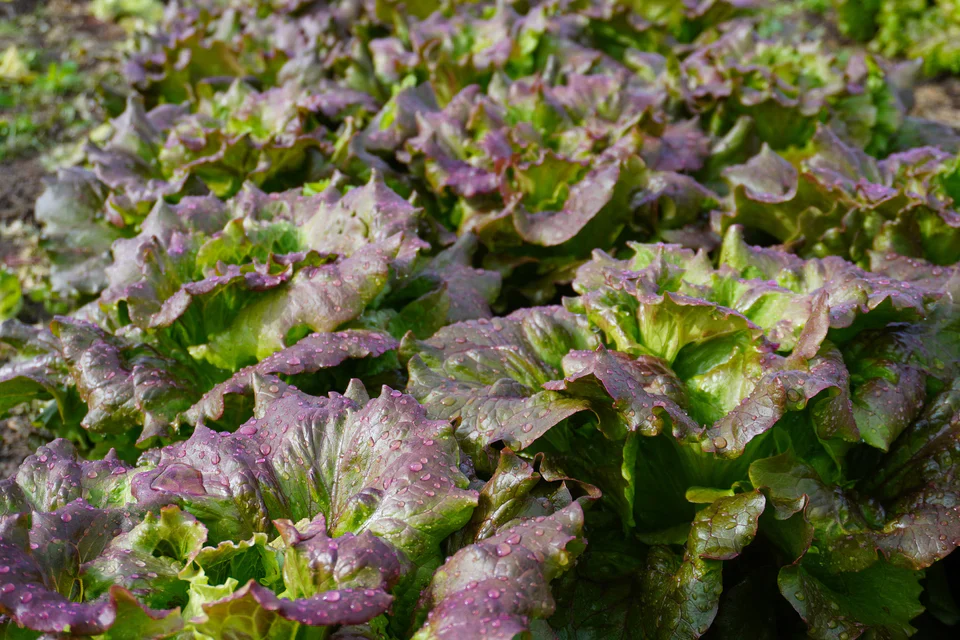 Organic Lettuce Lovelock - West Coast Seeds - Image 3