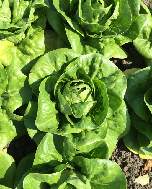 Organic Lettuce Newham Pelleted - West Coast Seeds - Image 2