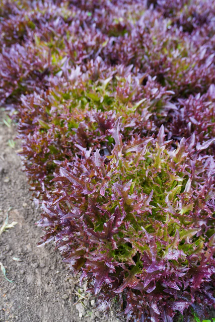 Organic Lettuce Rhone Pelleted - West Coast Seeds - Image 2