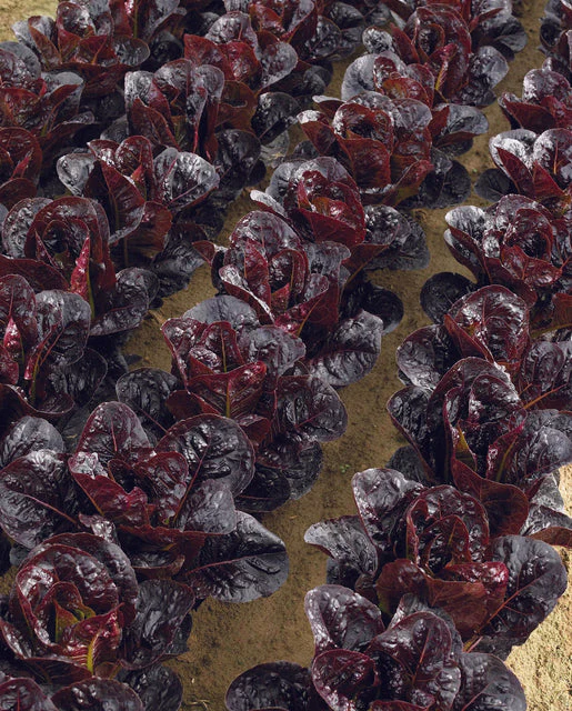 Organic Lettuce Truchas Pelleted - West Coast Seeds - Image 2