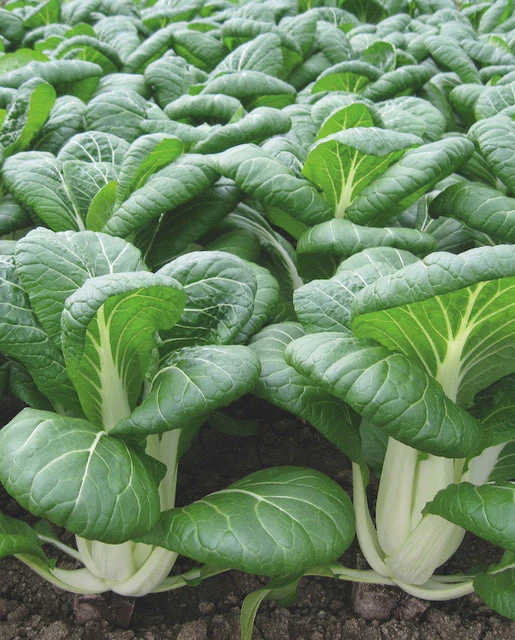 Organic Pac Choi Bopak - West Coast Seeds - Image 2