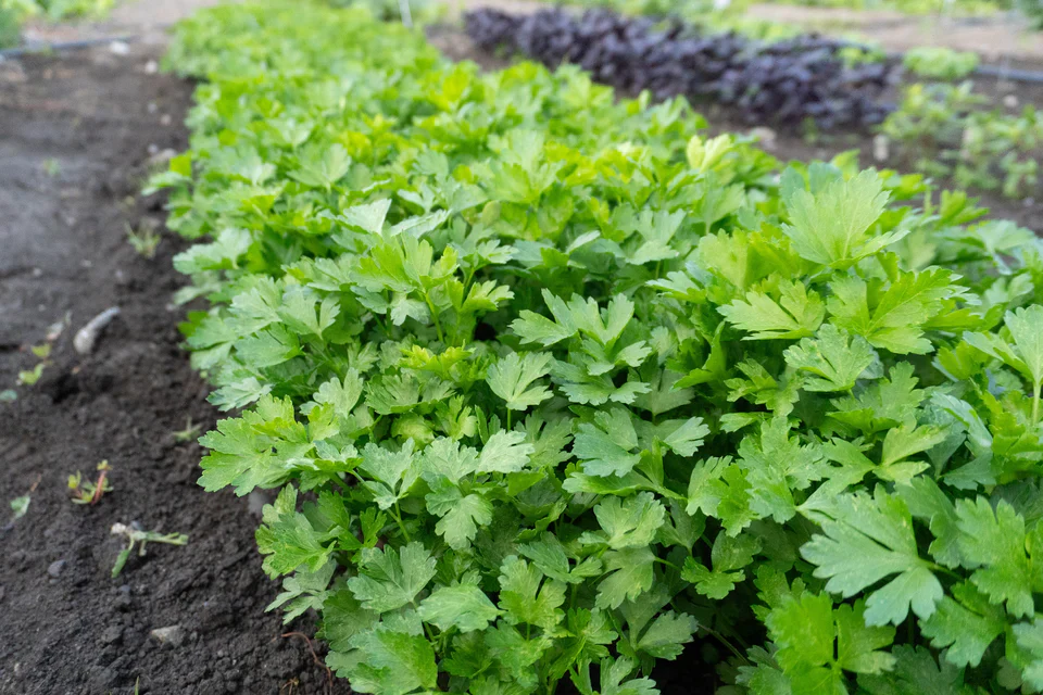 Organic Parsley Laica - West Coast Seeds - Image 3