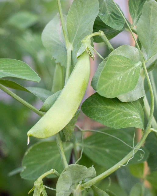 Organic Pea Snap Sugar Ann - West Coast Seeds - Image 2