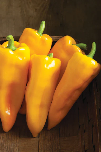 Organic Peppers Escamillo - West Coast Seeds - Image 2