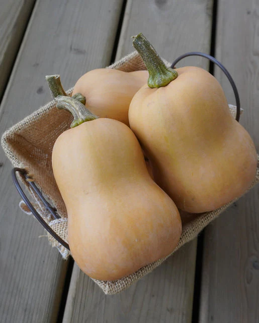 Organic Squash Butterbaby - West Coast Seeds - Image 2