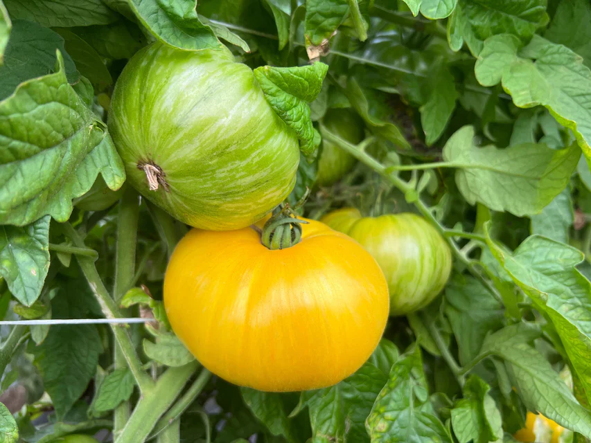 Organic Tomatoes Pork Chop - West Coast Seeds - Image 2