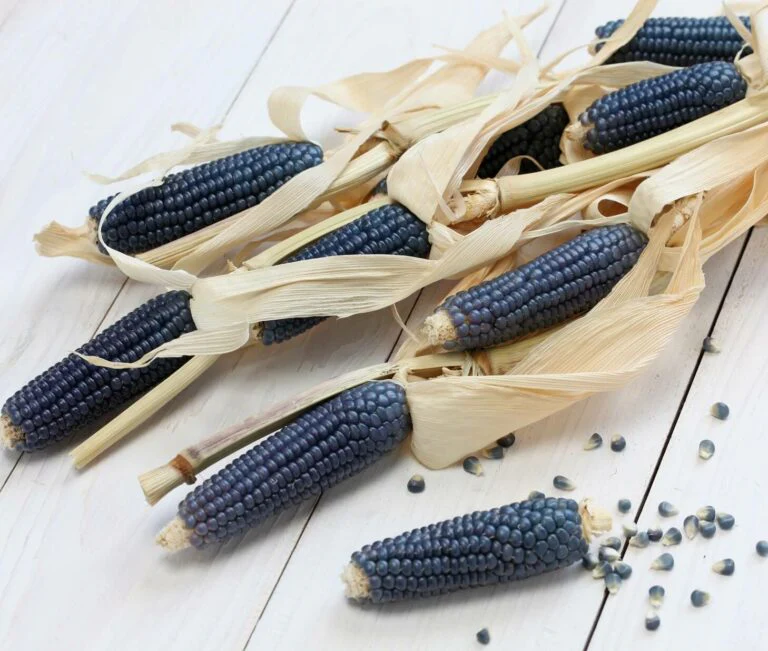 Ornamental Corn Blue Hopi Large - Ontario Seed Company