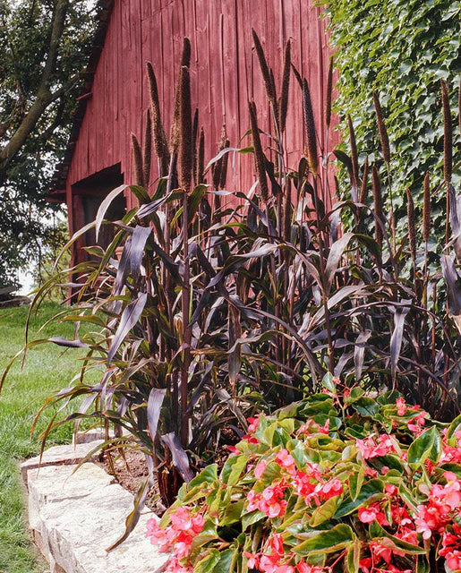 Ornamental Grass Purple Majesty - West Coast Seeds - Image 2