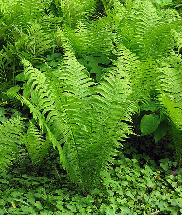 Ostrich Feather Fern - Struthiopteris, 1 Pack - Image 2