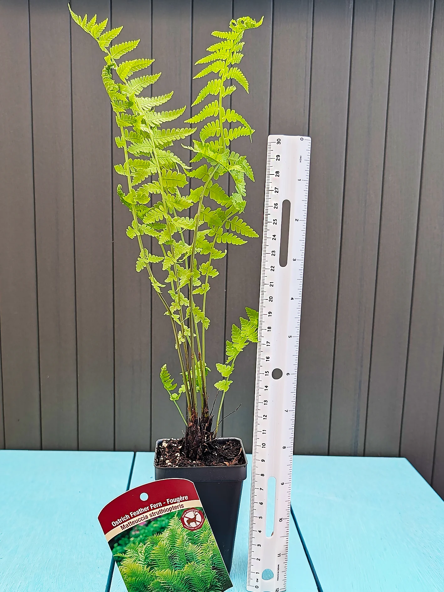 Ostrich Feather Fern - Struthiopteris, 1 Pack - Image 3