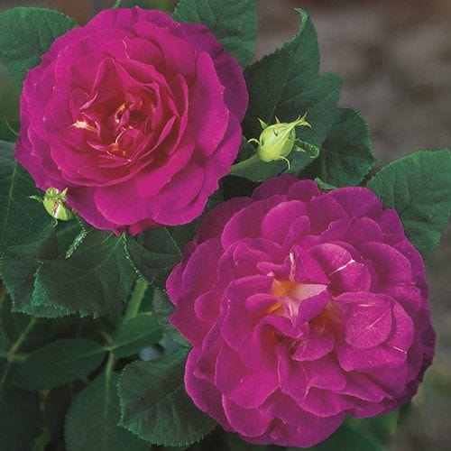 Outta the Blue - Weeks Rose - Image 2