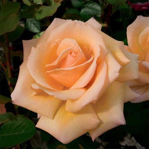 Over the Moon - Weeks Rose - Image 2