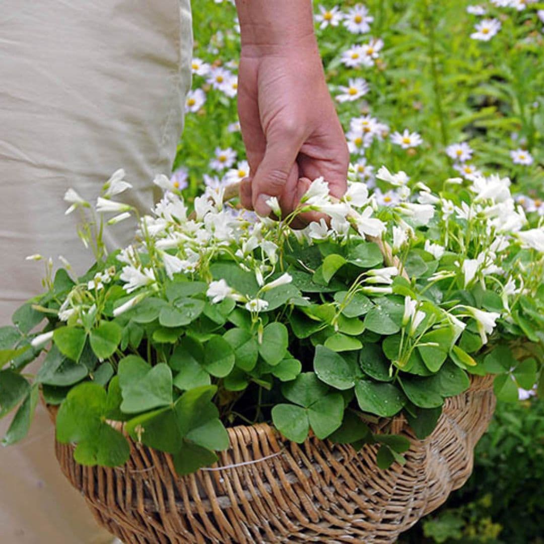 Oxalis - Regnelii, 5 Pack - Image 2