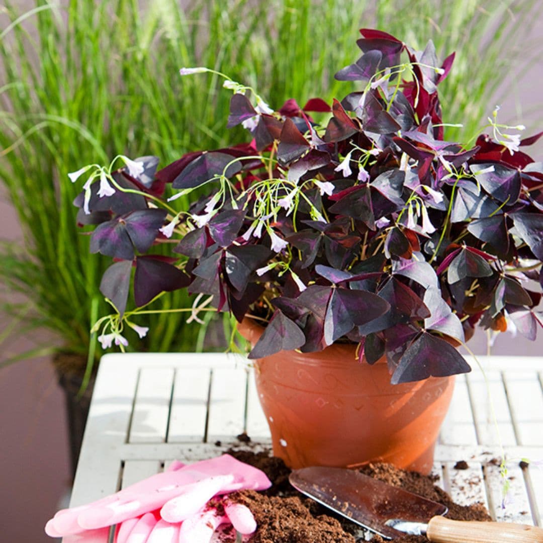 Oxalis - Triangularis, 5 Pack - Image 3