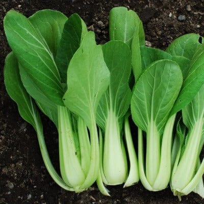 Organic Pac Choi - Metchosin Farm Seeds