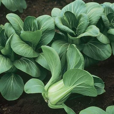 Pak Choi Mei Qing Choi Hybrid International - Aimers Seeds - Image 2
