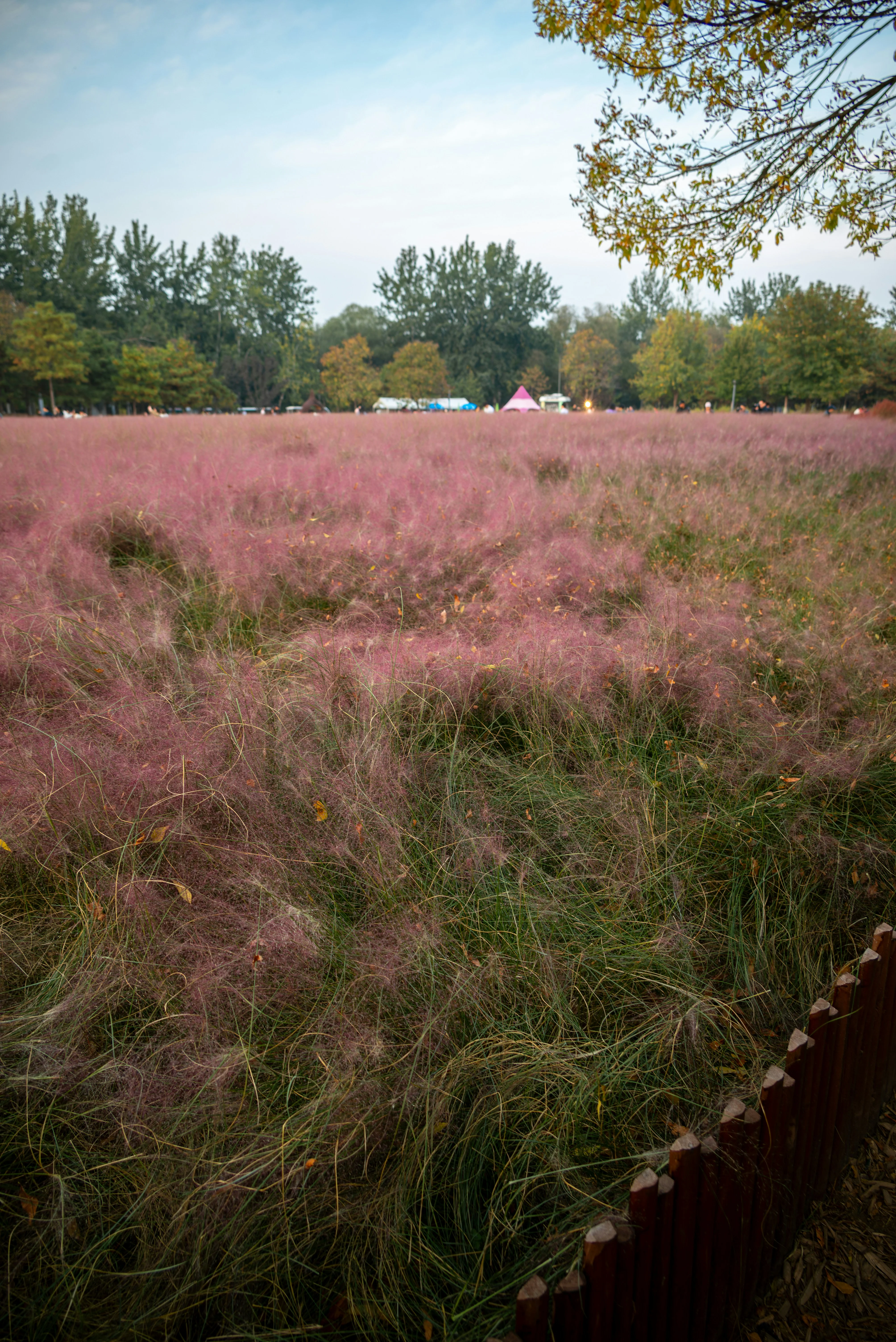 Pampas Grass - Rosea, 1 Pack - Image 2