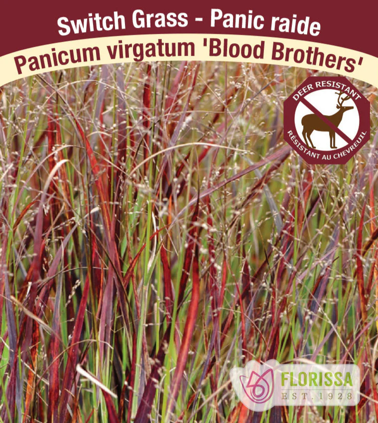 Switch Grass - Blood Brothers, 1 Pack