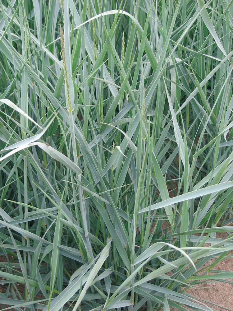 Switch Grass - Heavy Metal, 1 Pack - Image 2