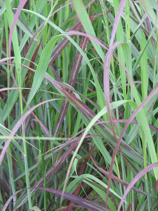Switch Grass - Shenandoah, 1 Pack - Image 2