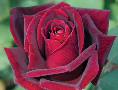 Papa Meilland® - Star Roses and Plants - Image 2