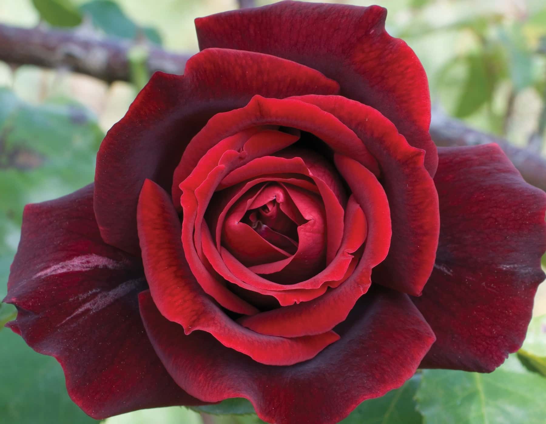 Papa Meilland® - Star Roses and Plants - Image 3