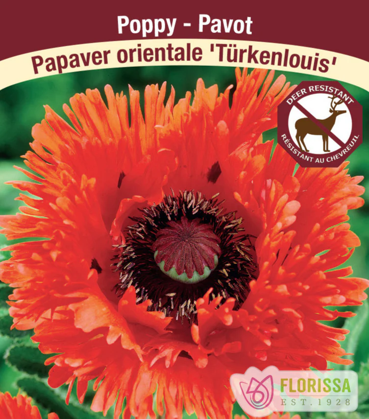 Oriential Poppy - Turkenlouis, 1 Pack