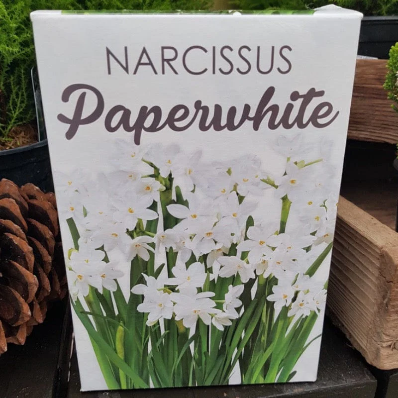 Narcissus - Paperwhite Gift Kit (Indoor) - Image 2