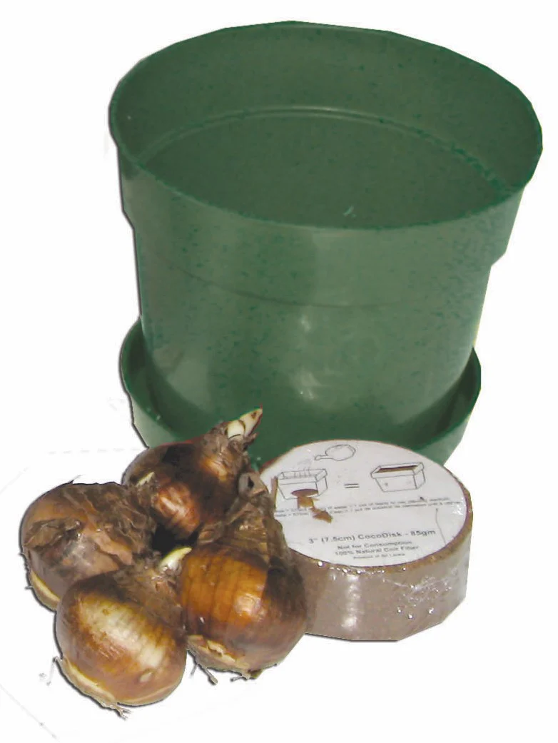 Narcissus - Paperwhite Gift Kit (Indoor) - Image 3