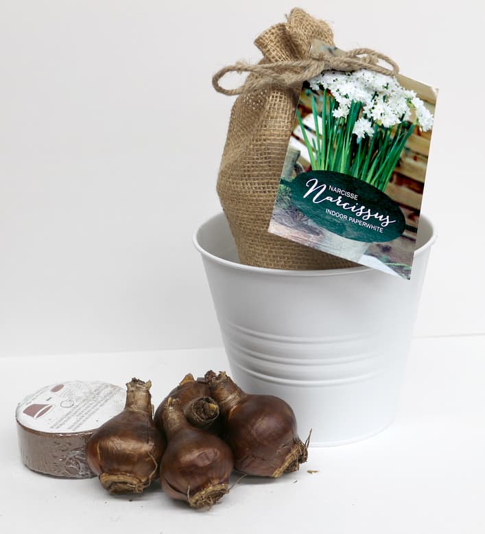 Narcissus - Paperwhite Nature's Bloom Gift