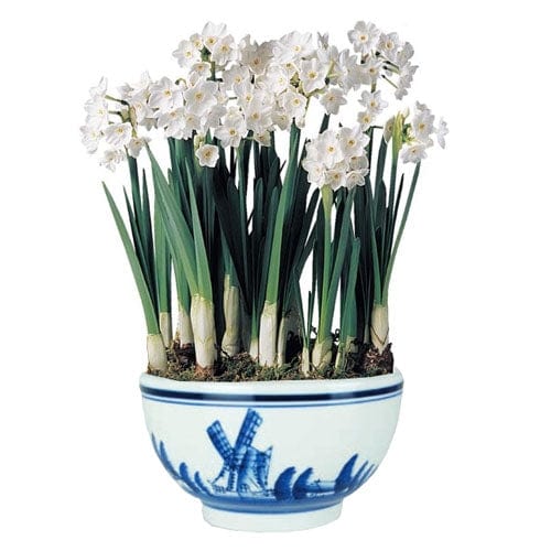 Paperwhite - Ceramic Bowl Kit (Indoor)