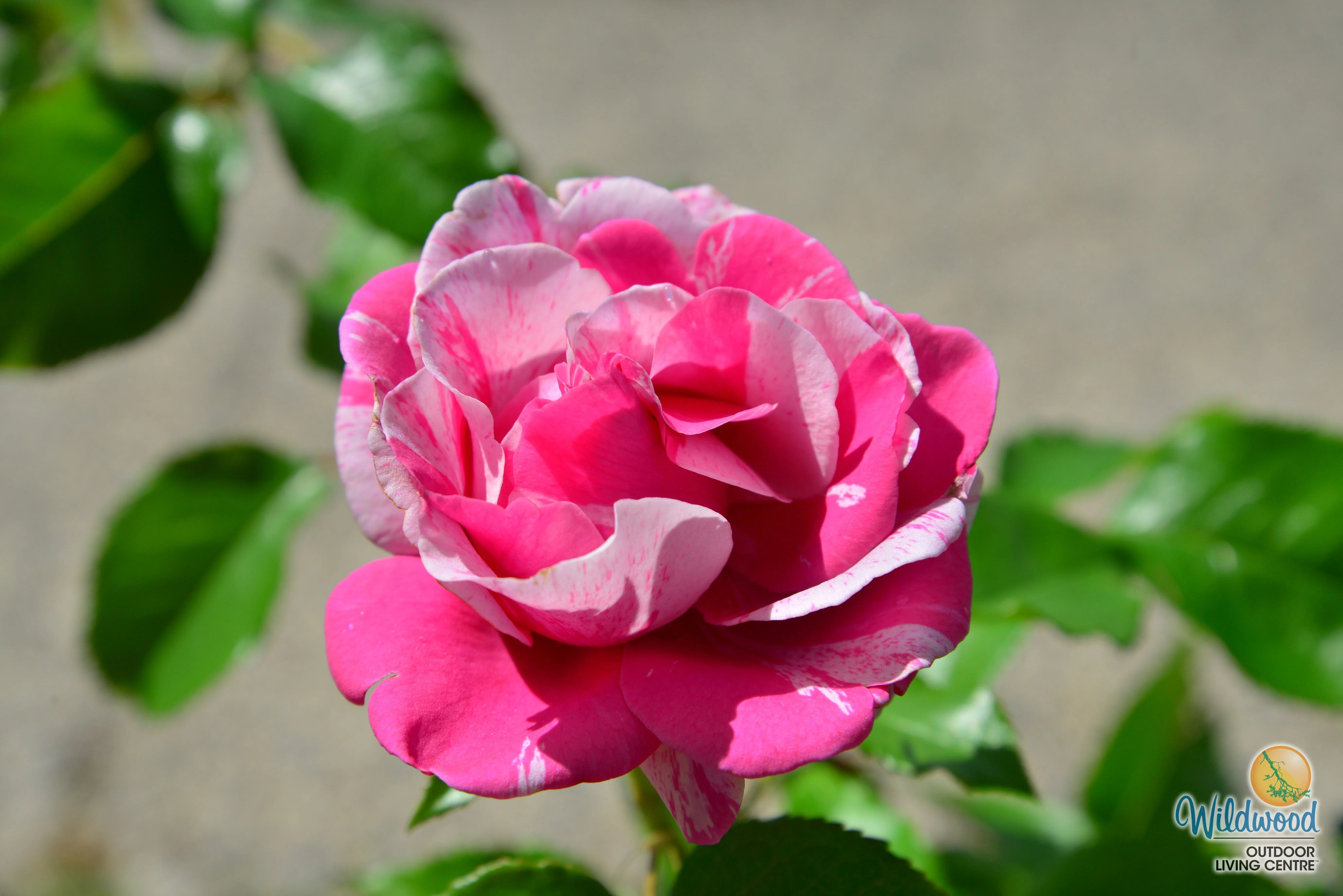 Parade Day - Weeks Rose - Image 10