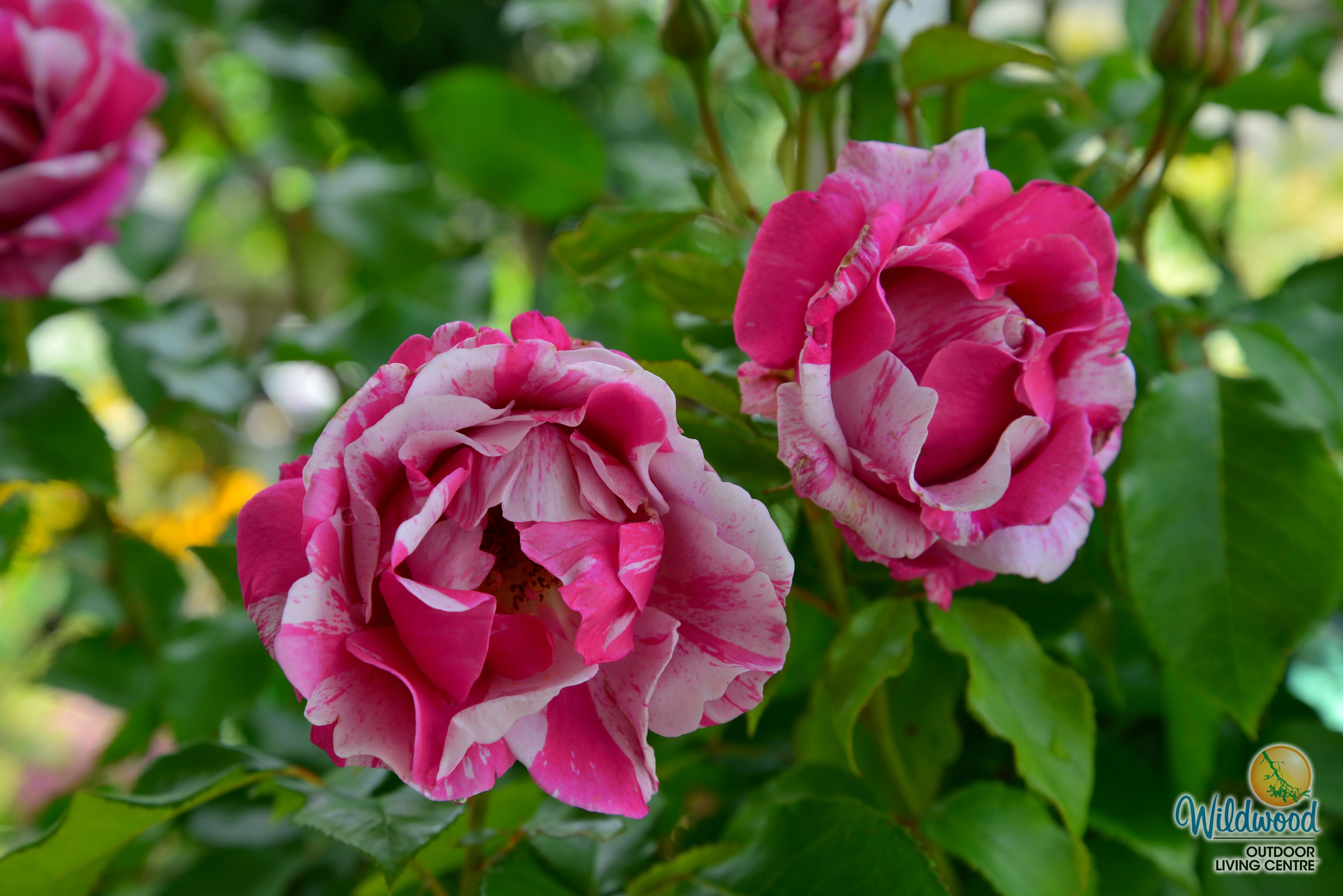 Parade Day - Weeks Rose - Image 11