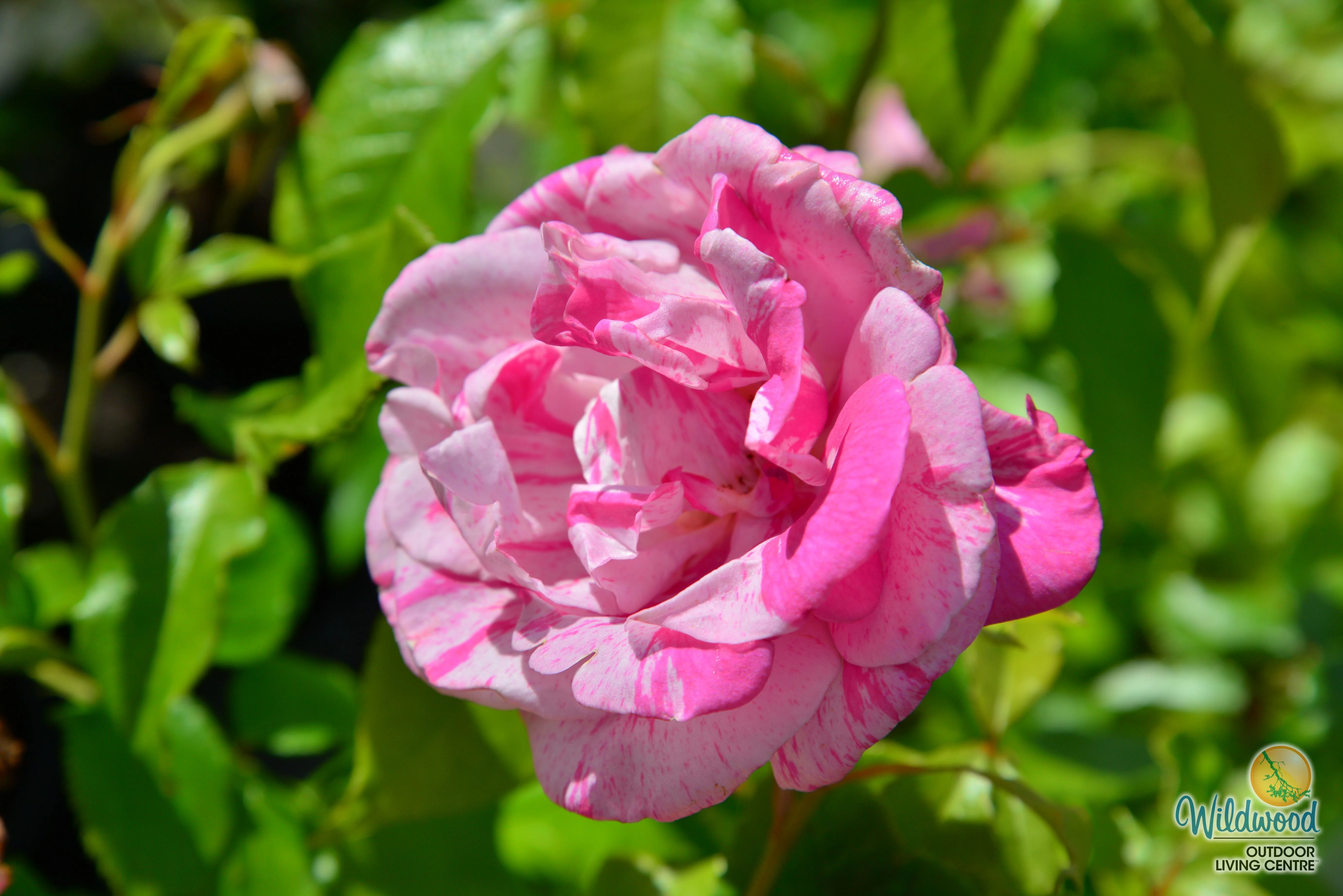 Parade Day - Weeks Rose - Image 7