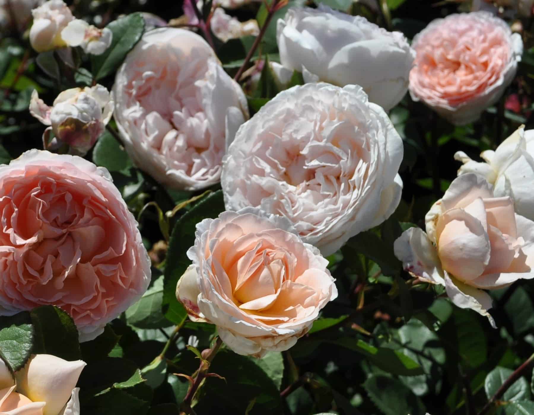 Parfuma® Bliss - Kordes® Roses - Image 2