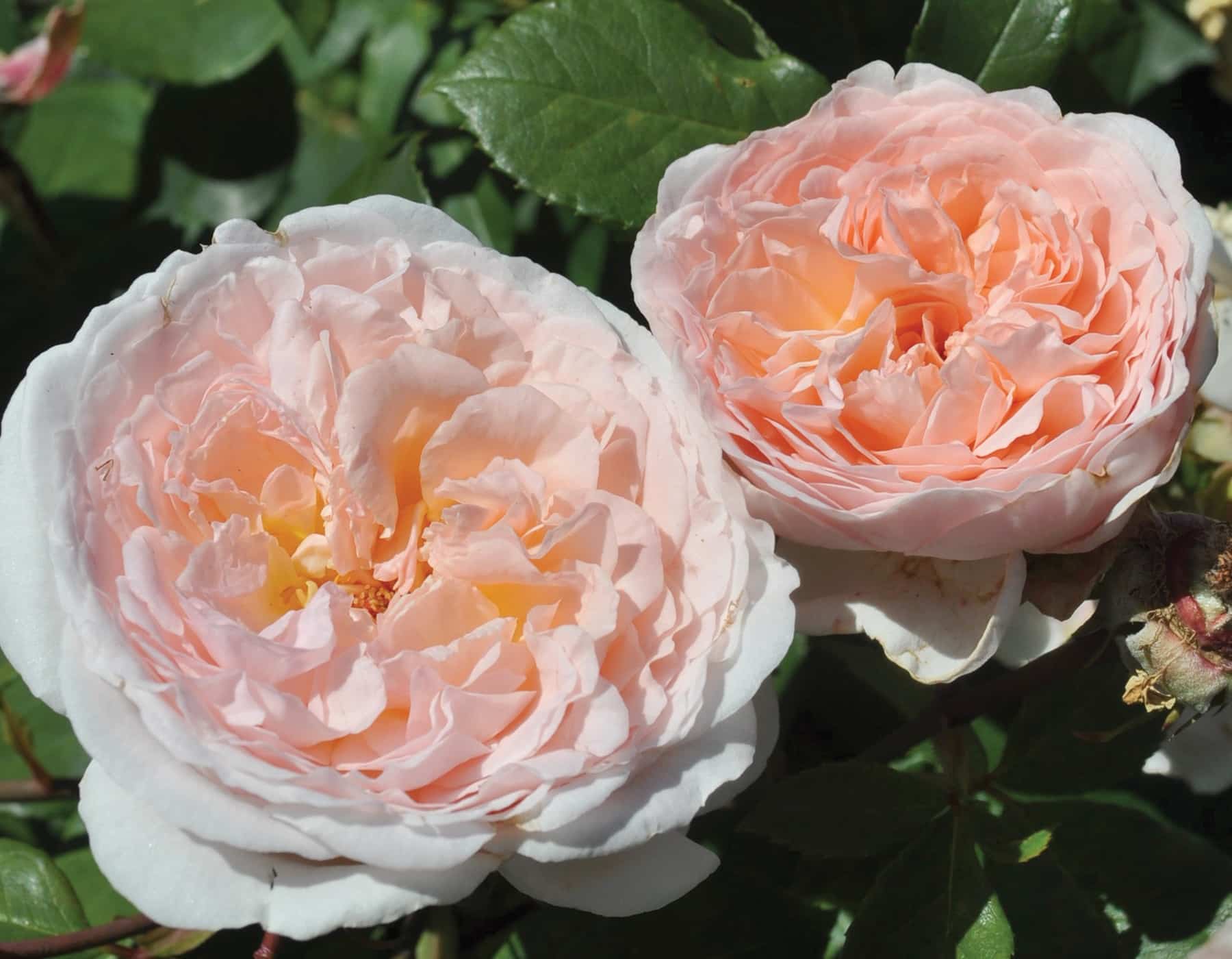 Parfuma® Bliss - Kordes® Roses - Image 3