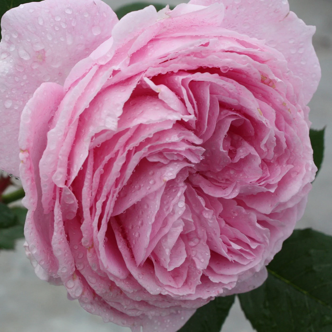 Parfuma® Summer Romance™ - Kordes® Roses